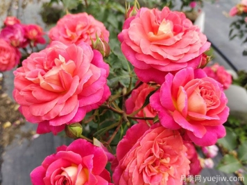 月季的花語是什么？什么時候開花？