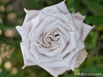 曼塔月季，神秘與優(yōu)雅并存玫瑰