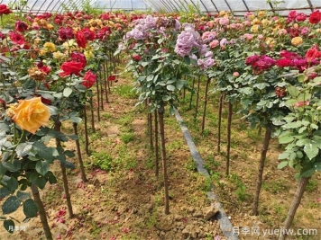 一株月季花開多色，芽接教你如何做到