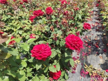 家里月季花葉子變黃，原來是因?yàn)檫@5個(gè)原因