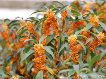 桂花的花語是什么？