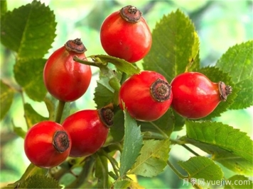 月季花種子怎么種？月季種植方法和時(shí)間