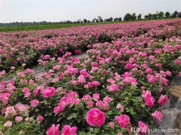 月季花種子怎么種？