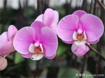 蘭花種植與養(yǎng)護(hù)，入門必看！