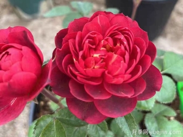 櫻桃果汁月季，勤花，花型優(yōu)美，香氣宜人
