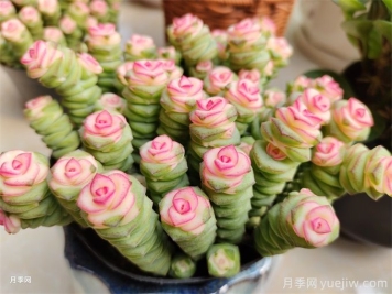 多肉介紹，種植方法和養(yǎng)護(hù)要點(diǎn)