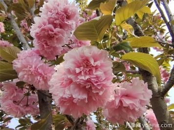 櫻花簡介，櫻花生長周期和品種特點(diǎn)
