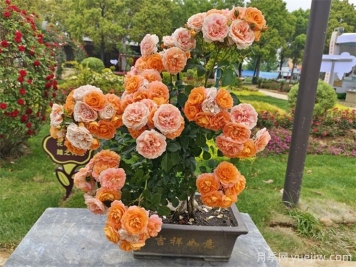 花友經(jīng)驗(yàn)分享，封閉陽(yáng)臺(tái)如何養(yǎng)花月季花？