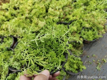 花境10種打底氛圍植物識別與應(yīng)用