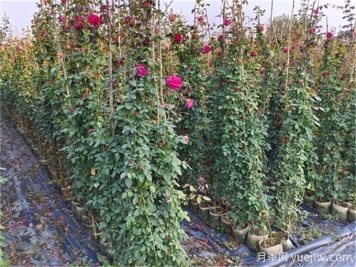 綠籬模紋造型植物、草坪修剪技術及冬剪知識要點