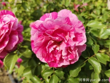沙漠玫瑰和玫瑰有什么關(guān)系！