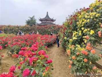 古建園林的特點(diǎn)和常見植物品種配置