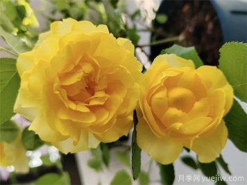 推薦7個(gè)花期超長的月季品種，而且勤花多頭