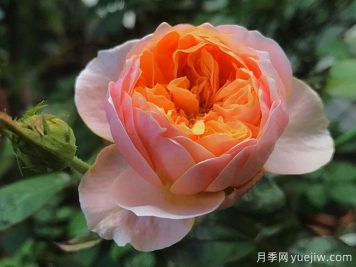 4種花期超長的月季花，養(yǎng)一盆長期有花賞