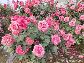 月季花期可以施肥嗎？月季施肥全指南