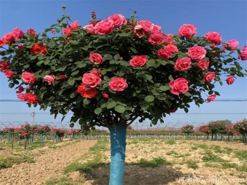 月季花期可以施肥嗎？應(yīng)該施什么肥呢？