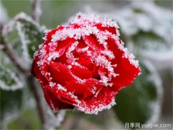 冬季下雪會凍死月季嗎？