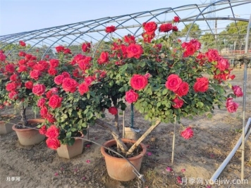 月季如何才能有更多分枝、開花更多？
