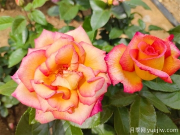 為什么月季開花和宣傳圖不一樣呢？