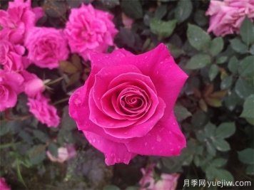 古人的名花十二客，12種名花