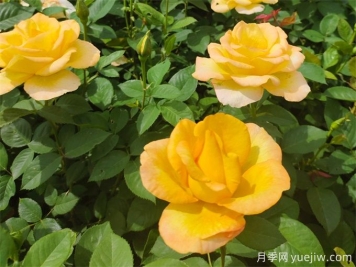 秋天開爆花的月季，夏季需要如何修剪和施肥？