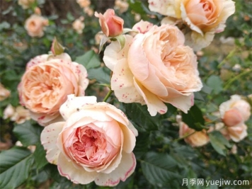 月季花苞打不開、枯萎是咋回事？