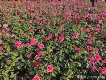 地栽月季比盆栽月季長得更好開花更多？