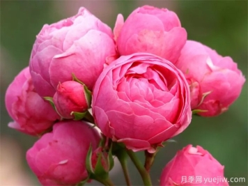 月季花苞打不開萎縮是什么原因？