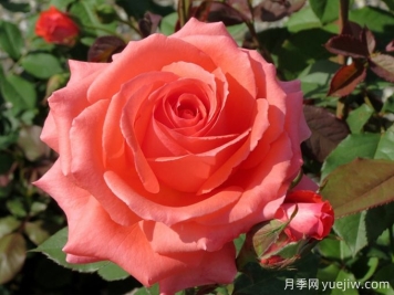 美利堅(jiān)月季