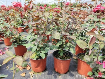 一個(gè)花盆可以種幾顆月季？歐月上盆的小常識