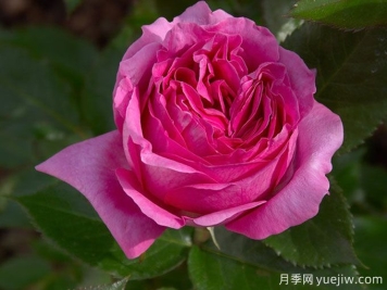 伯納黛特拉方特月季介紹，花美花大濃香勤花