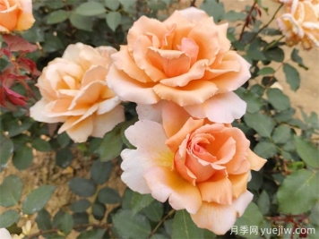 月季養(yǎng)殖沒(méi)那么難，給你三字經(jīng)