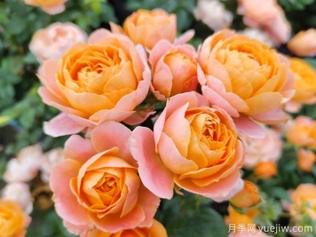 月季中的花堅(jiān)強(qiáng)，果汁陽(yáng)臺(tái)和大游行