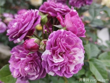 栽植養(yǎng)護(hù)月季需要注意什么？