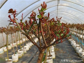 春天月季如何才能發(fā)芽多？