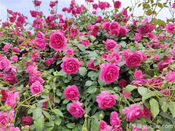 想讓月季多開幾波花？藤本月季橫拉有辦法