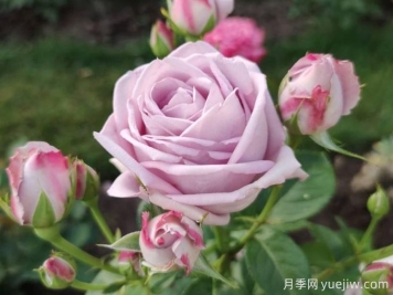桑德拉文藝復興月季/桑德拉重生