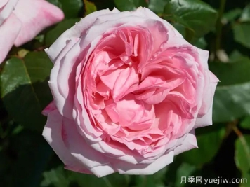 瑪爾莉絲月季/瑪里斯