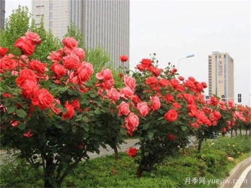 合肥樹狀月季花爆火！真相沒你想得那么簡(jiǎn)單！