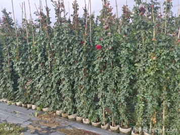藤本月季牽引別著急，做錯可能春天花量減一半
