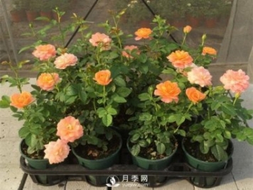 家庭盆栽月季花如何過(guò)冬？