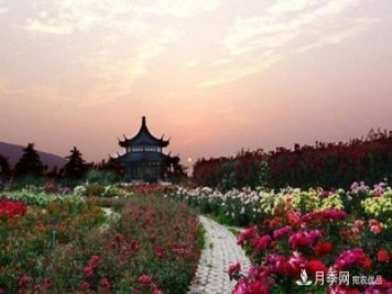 南陽(yáng)月季博覽園打造“世界月季王臺(tái)”