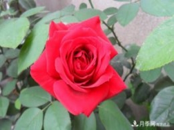 香水月季栽培中如何修剪養(yǎng)護(hù)？