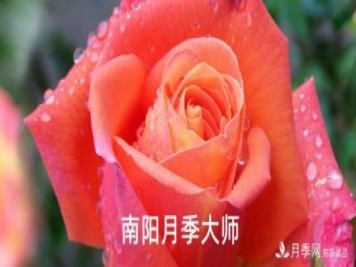 南陽市首批13名南陽月季大師名單都有誰？