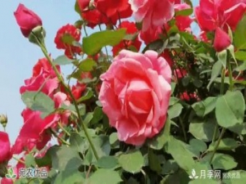 月季之鄉(xiāng)美不勝收！南陽月季景觀路觀賞指南，請收好！