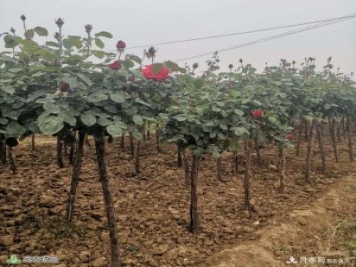 南陽月季樹基地_南陽月季_樹狀月季批發(fā)和價格