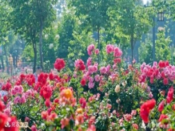 萊州月季，任尚泉月季花海里的兵支書