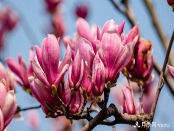 紫玉蘭育苗與栽培技術，簡單又方便學習一下