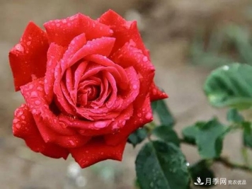 雨后南陽月季公園里的月季花嬌艷欲滴