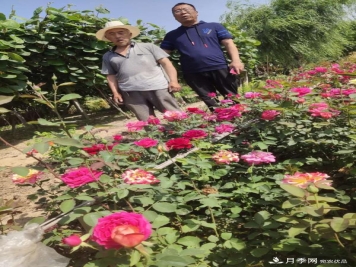 河南省尉氏縣張市鎮(zhèn)，月季花開出了貧困戶的好日子